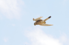 Falco tinnunculus canariensis