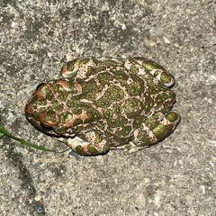Bufotes viridis sitibundus
