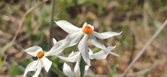Narcissus obsoletus