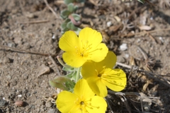 Camissoniopsis cheiranthifolia