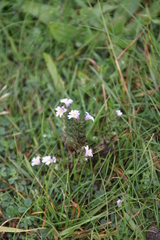 Euphrasia