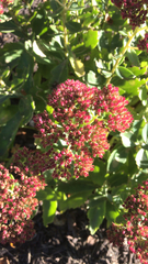 Hylotelephium telephium