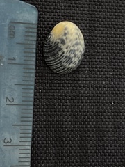 Nerita scabricosta