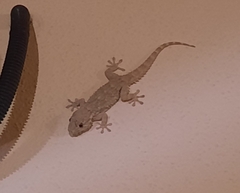 Tarentola mauritanica