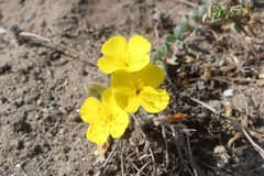 Camissoniopsis cheiranthifolia