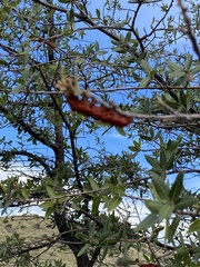 Anisota oslari