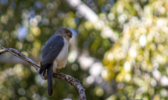 Accipiter francesiae
