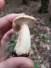 Lactarius vinaceorufescens