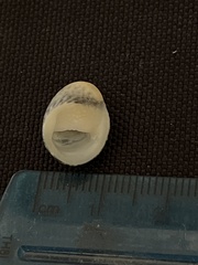 Nerita scabricosta