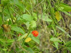 Lantana horrida