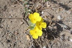 Camissoniopsis cheiranthifolia
