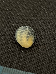 Nerita scabricosta