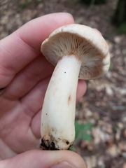 Lactarius vinaceorufescens
