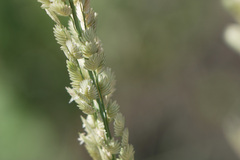 Eragrostis superba