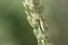 Eragrostis superba