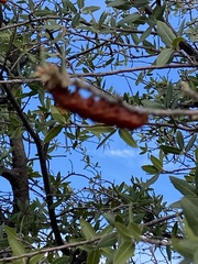 Anisota oslari