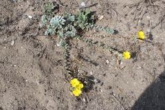 Camissoniopsis cheiranthifolia