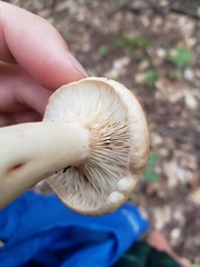 Lactarius vinaceorufescens