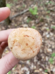 Lactarius vinaceorufescens