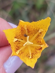 Calochortus barbatus