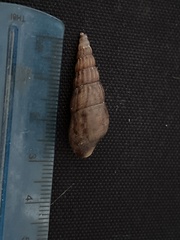 Melanoides tuberculata
