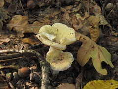 Russula virescens