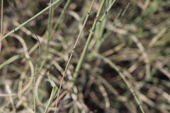 Eragrostis superba