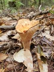 Turbinellus floccosus