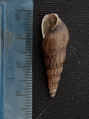 Melanoides tuberculata