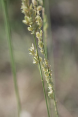 Eragrostis superba