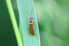 Rhagonycha nigriventris