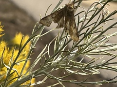 Loxostege cereralis
