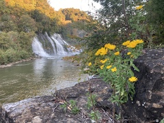 Heterotheca camporum