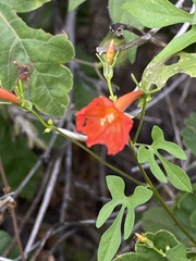 Ipomoea hederifolia