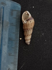 Melanoides tuberculata