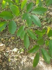 Frangula caroliniana