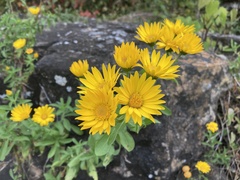 Heterotheca camporum