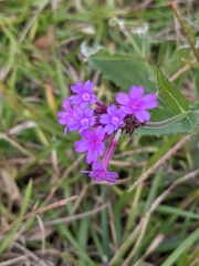 Verbena rigida