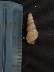 Melanoides tuberculata