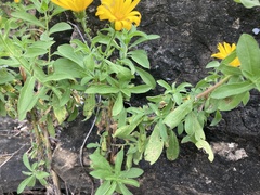 Heterotheca camporum