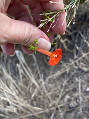 Ipomoea hederifolia