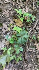 Sanicula canadensis