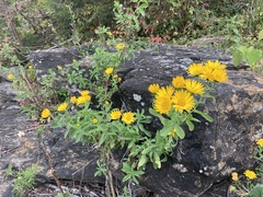 Heterotheca camporum