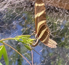Heliconius charithonia vazquezae