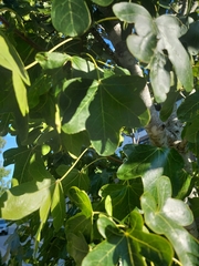 Acer monspessulanum