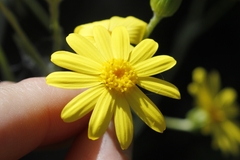 Oresbia heterocarpa