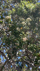 Metrosideros polymorpha