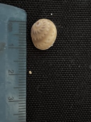 Natica broderipiana