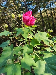 Hibiscus mutabilis