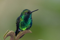 Chlorostilbon melanorhynchus